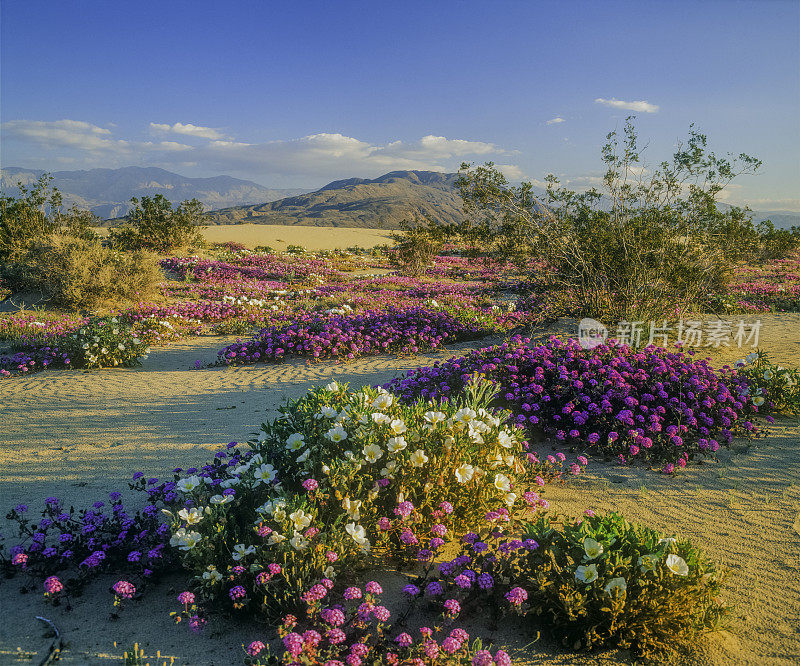 春季沙漠野花在Anza Borrego沙漠国家公园，CA